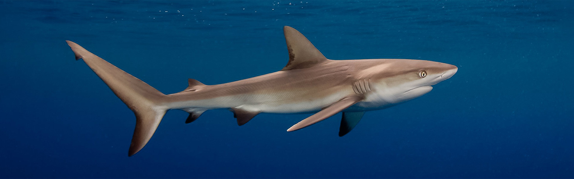 Dusky Sharks: Unearthing the Secrets of These Elusive Ocean Wanderers